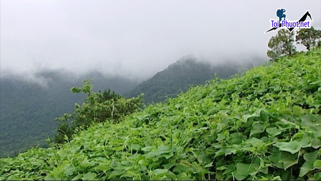 Mê mẩn với hàng loạt đồ ăn đặc sản và quà lưu niệm phải mua sắm khi du lịch tỉnh Vĩnh Yên Vĩnh Phúc (2)