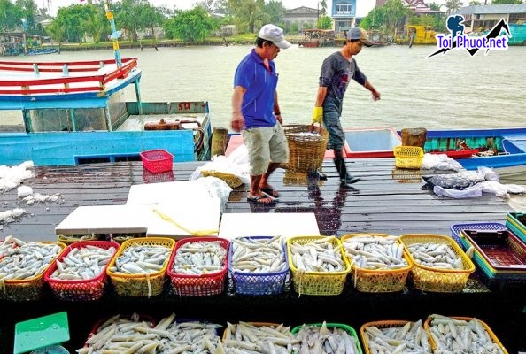 Mua hải sản Cà Mau ở đau đảm bảo tươi ngon, giá tốt chất lượng (2)