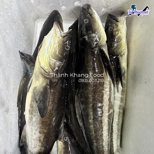 Bảng giá Cung cấp cá bớp Hải Phòng hải sản tươi sống giá sỉ tốt rẻ uy tín (2)