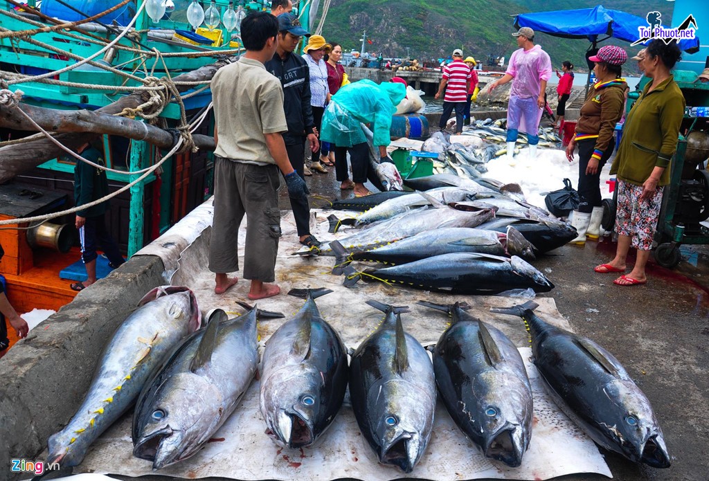 Buôn bán Cung cấp cá ngừ đại dương Thanh Hóa hải sản tươi sống giá sỉ tốt rẻ giá trị (3)