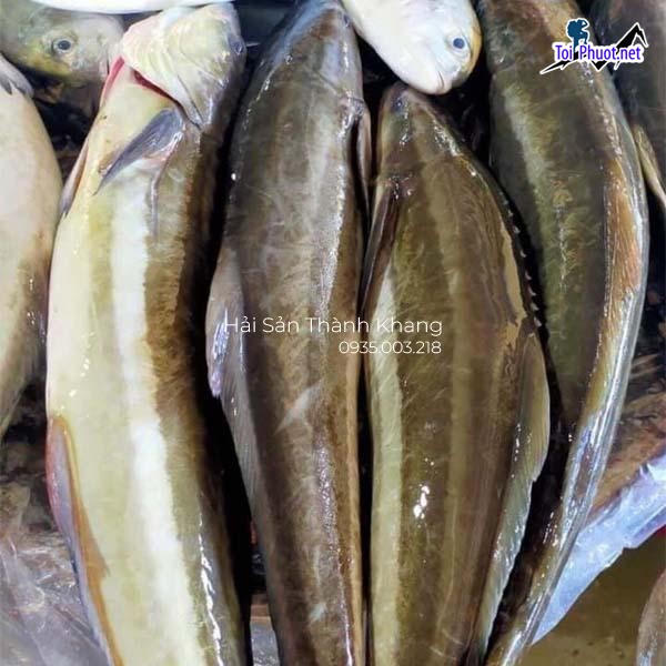 Cá chất lượng Cung cấp cá bớp Phan Thiết Bình Thuận hải sản tươi sống giá sỉ tốt rẻ (1)