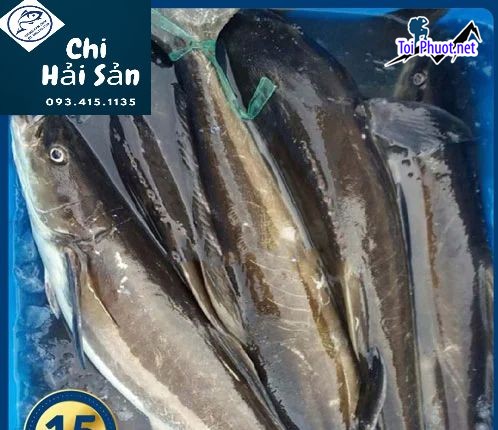 Cá size từ 2 10kg Cung cấp cá bớp Cao Bằng hải sản tươi sống giá sỉ tốt rẻ (1)