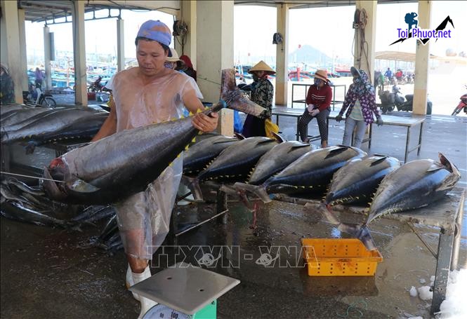 Cá tươi Cung cấp cá ngừ đại dương Rạch Giá Kiên Giang hải sản tươi sống giá sỉ tốt rẻ to con (3)