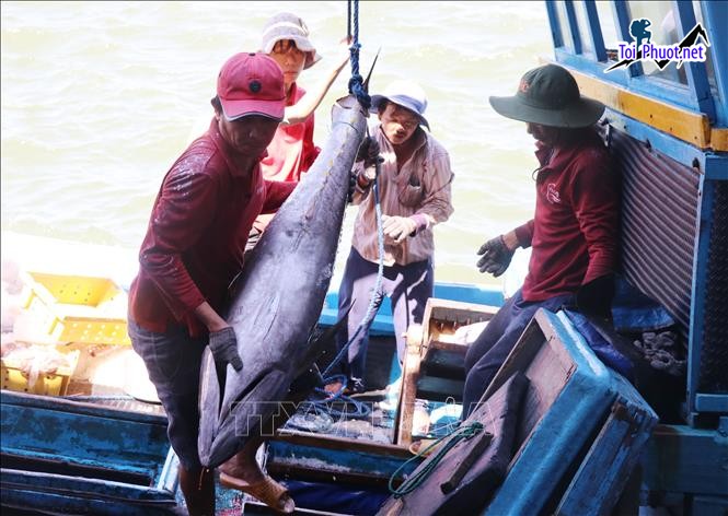 Cá tươi to Cung cấp cá ngừ đại dương Quảng Ngãi hải sản tươi sống giá sỉ tốt rẻ nhất tại đây (3)