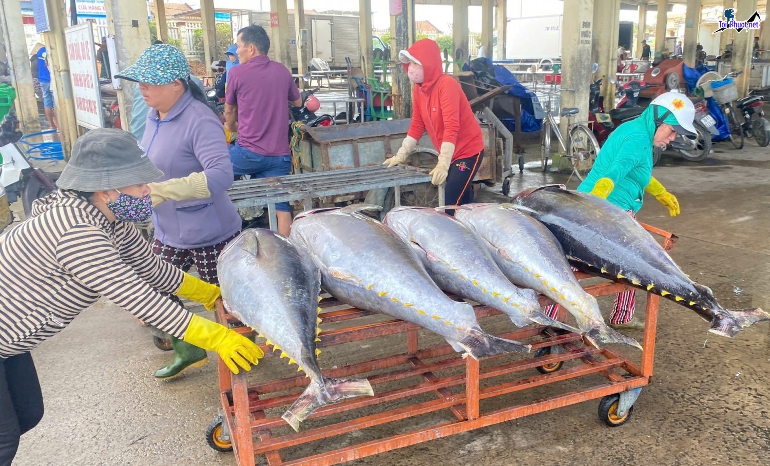 Chất lượng cá Cung cấp cá ngừ đại dương Kon Tum hải sản tươi sống giá sỉ tốt rẻ cực hời (4)