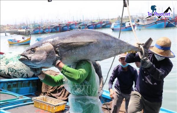 Chất lượng Cung cấp cá ngừ đại dương Nha Trang Khánh Hòa hải sản tươi sống giá sỉ tốt rẻ cá tươi (2)