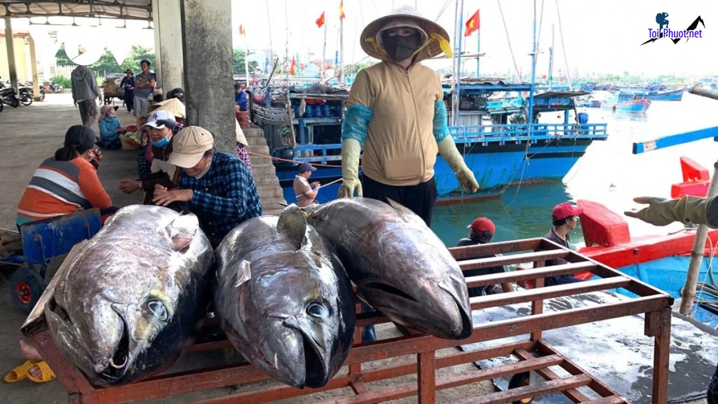 Chuyên phân phối Cung cấp cá ngừ đại dương Việt Trì Phú Thọ hải sản tươi sống giá sỉ tốt rẻ ngon (1)