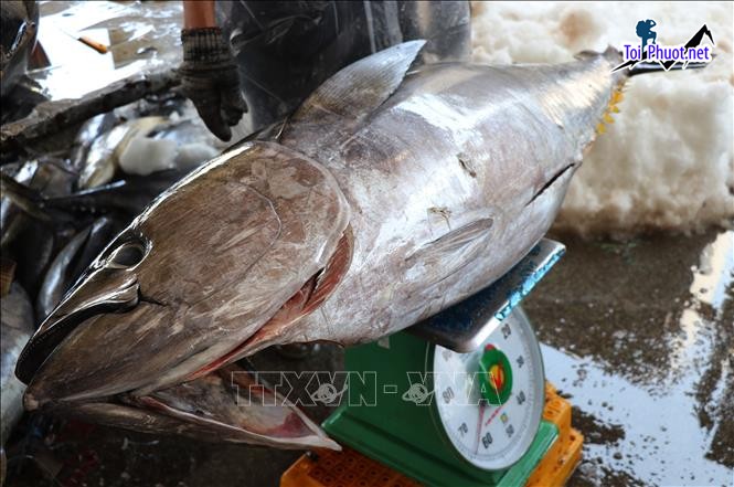 Chuyên phân phối Cung cấp cá ngừ đại dương Việt Trì Phú Thọ hải sản tươi sống giá sỉ tốt rẻ ngon (3)