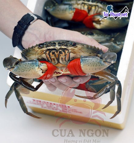 Cua biển Cung cấp Cua Cần Thơ hải sản tươi sống giá sỉ tốt rẻ chắc thịt (2)