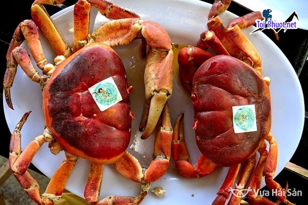 Cua đá biển tươi ngon Cung cấp mua bán Cua đá giá rẻ tốt sỉ (1)