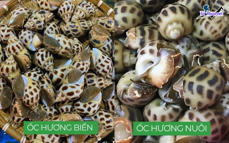 Địa chỉ tin cậy Cung cấp ốc hương Bà Rịa Vũng Tàu hải sản tươi sống giá sỉ tốt rẻ tại đây