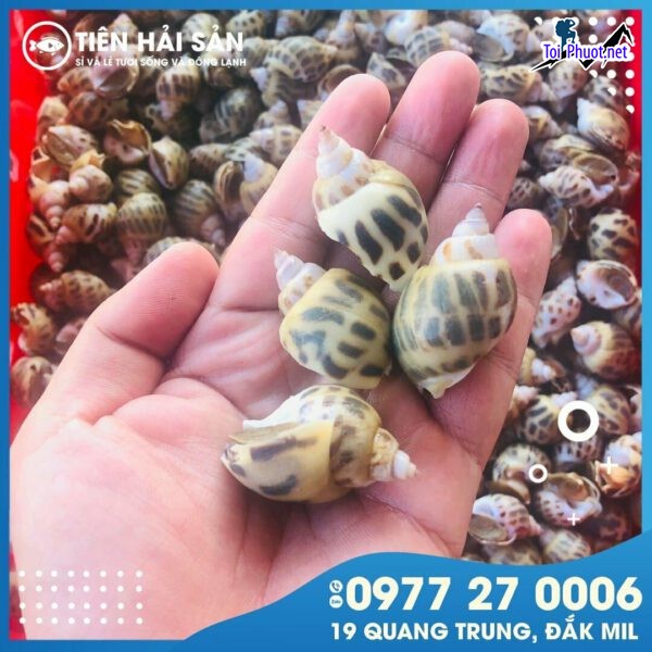 Điểm bán Cung cấp ốc hương Phan Thiết Bình Thuận hải sản tươi sống giá sỉ tốt rẻ ưu đãi (2)