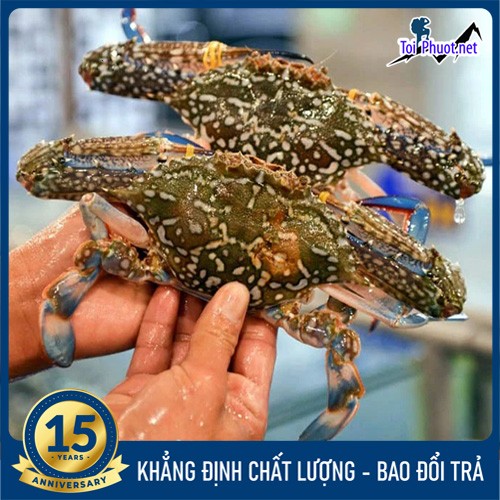 Dinh dưỡng Cung cấp Ghẹ Đồng Hới Quảng Bình hải sản tươi sống giá sỉ tốt rẻ thơm ngon (1)