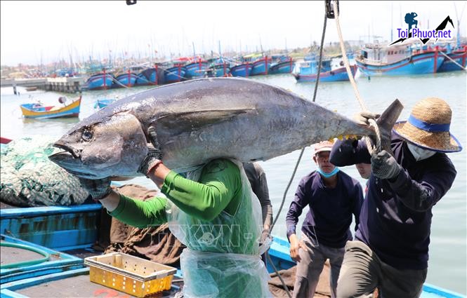 Giới thiệu Cung cấp cá ngừ đại dương Vĩnh Long hải sản tươi sống giá sỉ tốt rẻ uy tín (3)