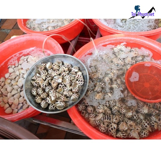 Mua bán Cung cấp ốc hương Lào Cai hải sản tươi sống giá sỉ tốt rẻ kinh doanh (2)