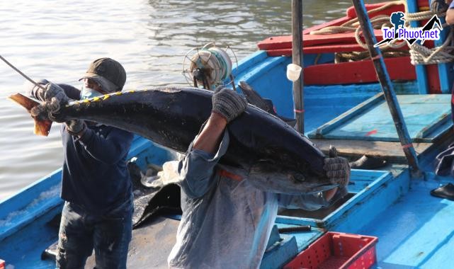 Nhiều hấp dẫn Cung cấp cá ngừ đại dương Ninh Bình hải sản tươi sống giá sỉ tốt rẻ hấp dẫn (1)