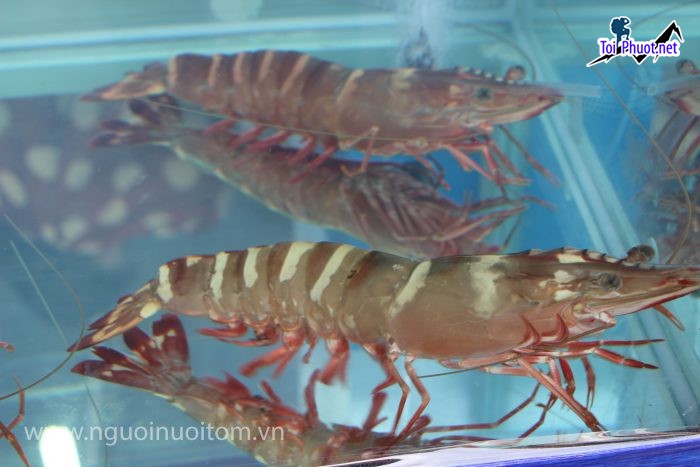 Sản phẩm Cung cấp Tôm Nha Trang Khánh Hòa hải sản tươi sống giá sỉ tốt rẻ ưu đãi (2)