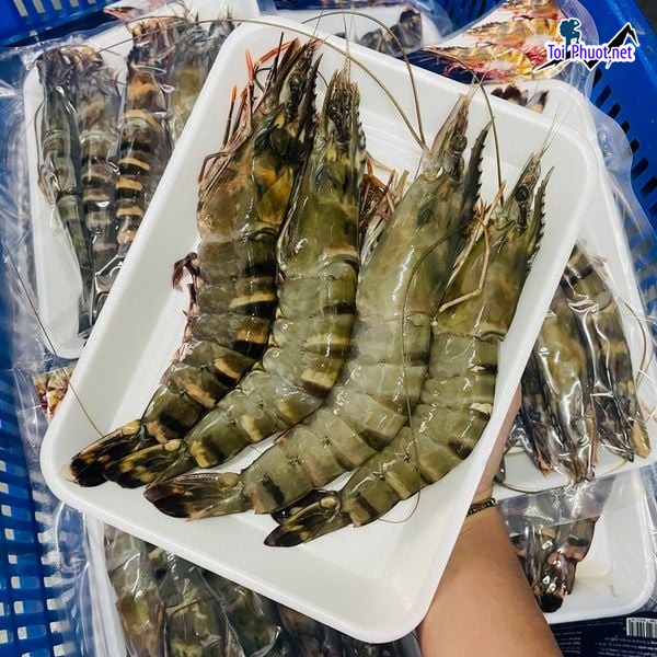Sản phẩm Cung cấp Tôm Nha Trang Khánh Hòa hải sản tươi sống giá sỉ tốt rẻ ưu đãi