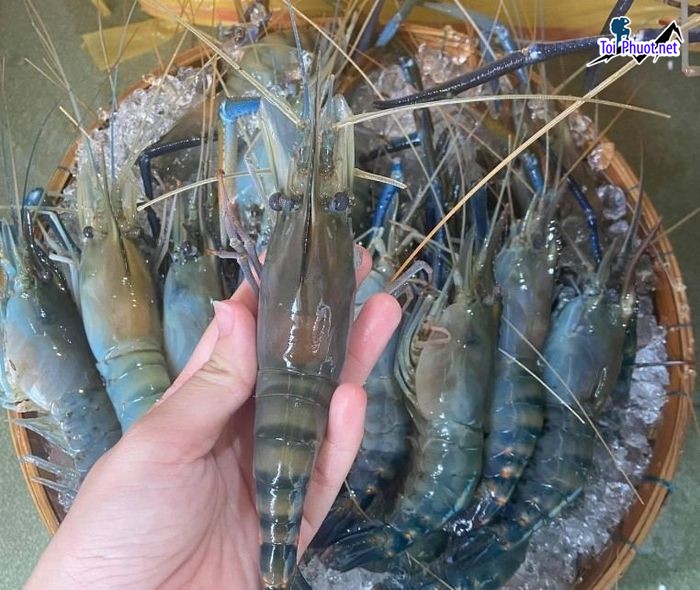 Top 11 Địa chỉ bán hải sản tươi sống chất lượng nhất Hồ Chí Minh tươi khỏe mạnh (3)