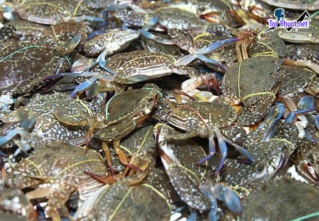 Top 8 Địa chỉ bán hải sản tươi sống chất lượng nhất Quảng Ninh hải sản cao cấp (3)