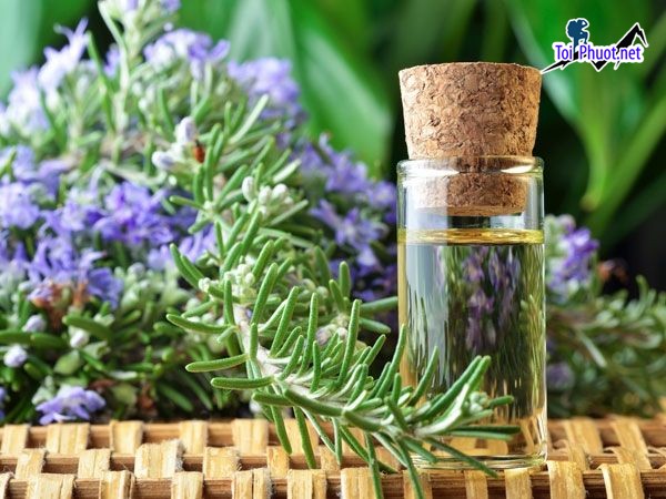 Top 8 Địa chỉ mua tinh dầu tốt nhất Điện Biên cực an toàn (1)