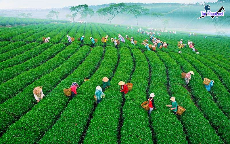 Top 8 Địa điểm đi chơi cuối tuần tại Lâm Đồng bình yên, thơ mộng (3)