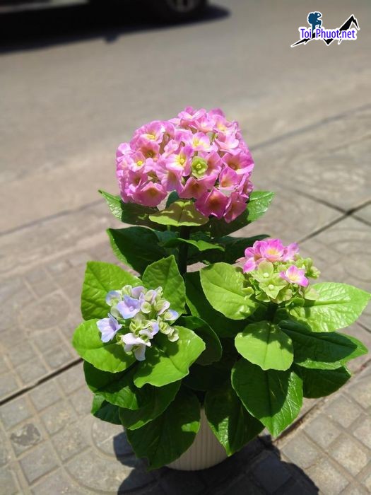 Top Địa chỉ bán hoa giả đẹp nhất Tây Ninh hoa lụa cao cấp (3)