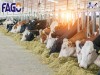 Top 10 Công ty thức ăn chăn nuôi chất lượng hàng đầu Hà Nội nổi tiếng