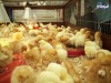 Top 3 bán thức ăn gia súc gia cầm Tây Ninh giá cả hợp lý (1)