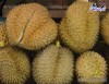Top 3 cung cấp bán sầu riêng giá rẻ tốt chất lượng Bắc Kạn cao cấp