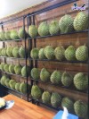 Top 3 cung cấp bán sầu riêng giá rẻ tốt chất lượng Vị Thanh Hậu Giang nổi tiếng
