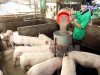 Top 4 bán thức ăn gia súc gia cầm Mỹ Tho Tiền Giang đáp ứng nhu cầu ngày càng cao