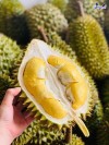 Top 4 cung cấp bán sầu riêng giá rẻ tốt chất lượng Kon Tum cực ngon