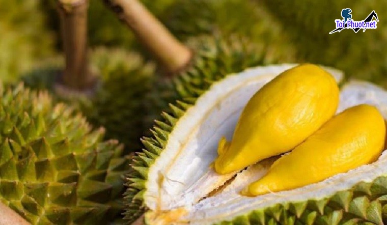 Top 2 cung cấp bán sầu riêng giá rẻ tốt chất lượng Bắc Ninh ngon nhất mà chúng tôi có (2)