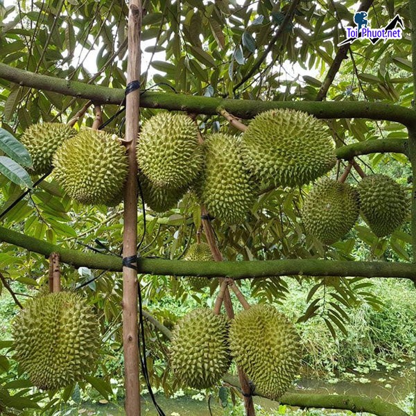 Top 2 cung cấp bán sầu riêng giá rẻ tốt chất lượng Hải Phòng cực nổi tiếng (1)