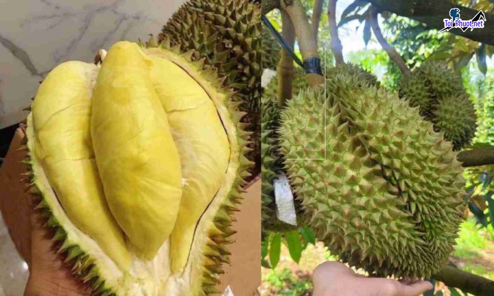 Top 2 cung cấp bán sầu riêng giá rẻ tốt chất lượng Hải Phòng cực nổi tiếng (2)