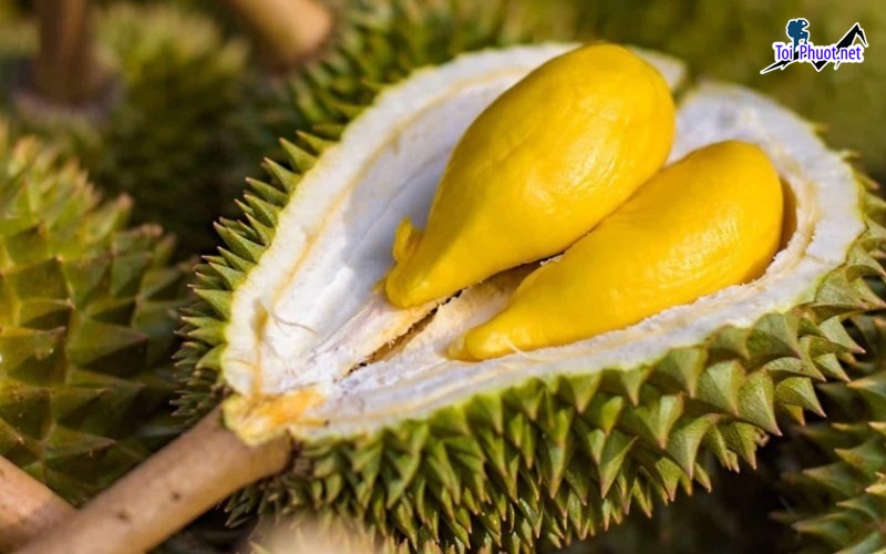 Top 2 cung cấp bán sầu riêng giá rẻ tốt chất lượng Hòa Bình dày cơm (2)