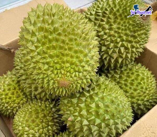 Top 3 cung cấp bán sầu riêng giá rẻ tốt chất lượng Cần Thơ để phân phối (1)