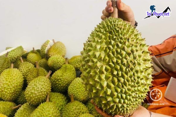 Top 3 cung cấp bán sầu riêng giá rẻ tốt chất lượng Cần Thơ để phân phối
