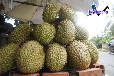 Top 3 cung cấp bán sầu riêng giá rẻ tốt chất lượng Nha Trang Khánh Hòa tận vườn (1)