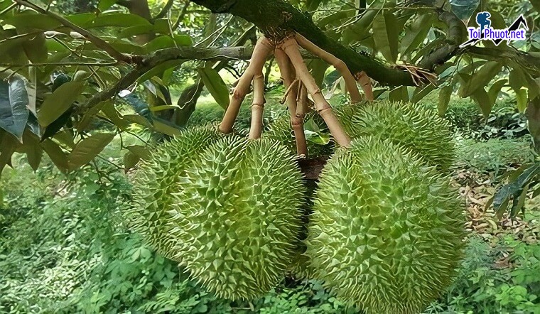 Top 3 cung cấp bán sầu riêng giá rẻ tốt chất lượng Vị Thanh Hậu Giang nổi tiếng (1)