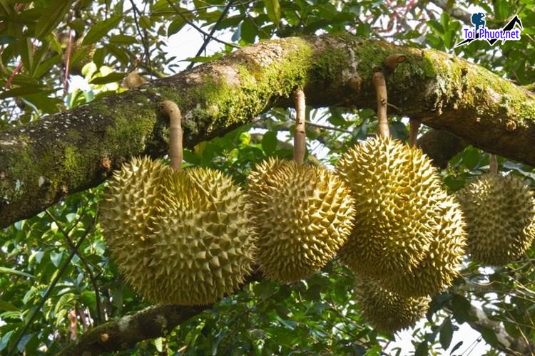 Top 3 cung cấp bán sầu riêng giá rẻ tốt chất lượng Vị Thanh Hậu Giang nổi tiếng (3)