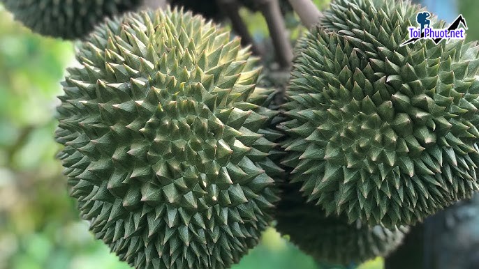 Top 4 cung cấp bán sầu riêng giá rẻ tốt chất lượng Hà Giang giao tận nơi (1)