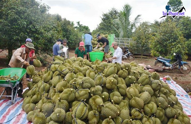 Top 4 cung cấp bán sầu riêng giá rẻ tốt chất lượng Tân An Long An có tem đi kèm (1)