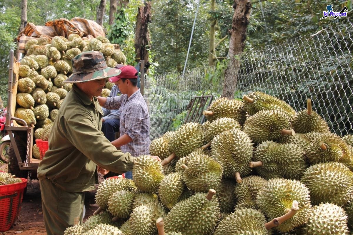 Top 4 cung cấp bán sầu riêng giá rẻ tốt chất lượng Trà Vinh nổi tiếng (1)