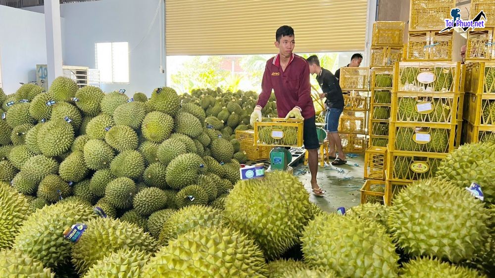 Top 5 cung cấp bán sầu riêng giá rẻ tốt chất lượng Đà Nẵng mùi thơm nức (1)