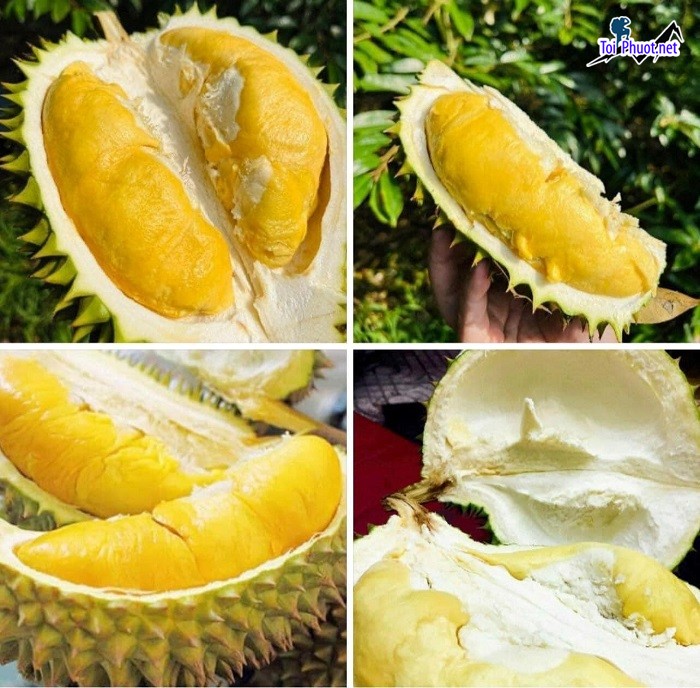 Top 5 cung cấp bán sầu riêng giá rẻ tốt chất lượng Lai Châu phong phú và đa dạng