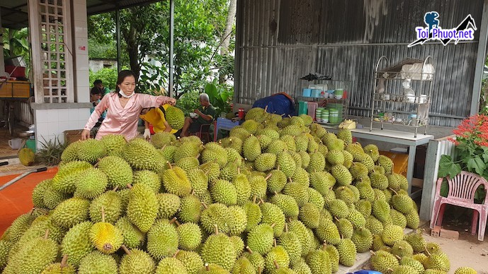 Top 5 cung cấp bán sầu riêng giá rẻ tốt chất lượng Thừa Thiên   Huế đáng tin cậy (1)