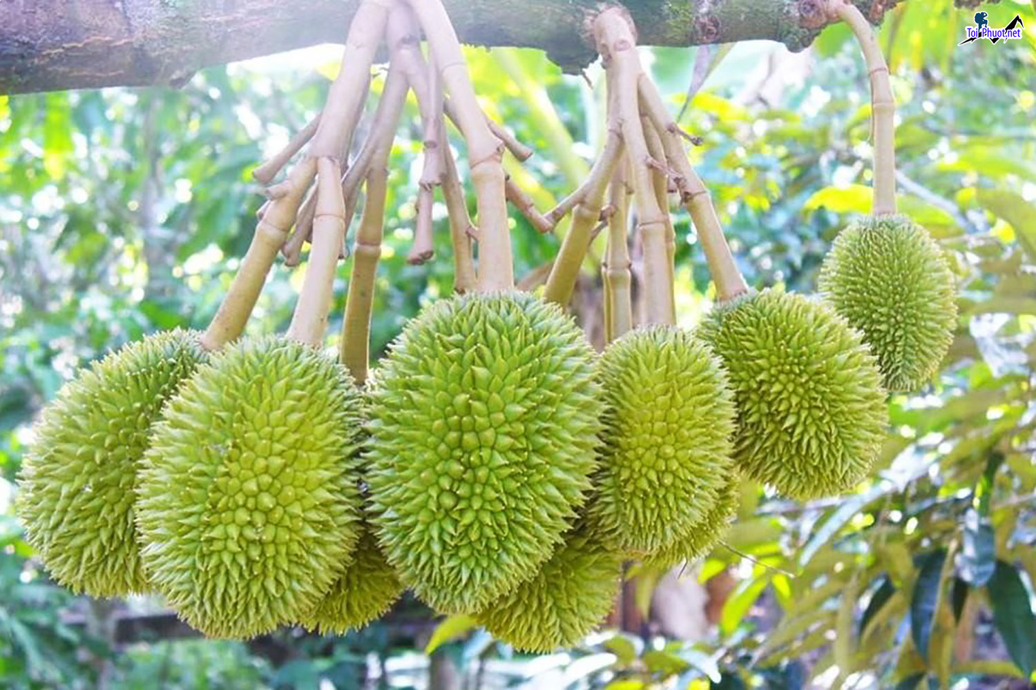 Top 5 cung cấp bán sầu riêng giá rẻ tốt chất lượng Vĩnh Long nhiều loại cực ngon (2)