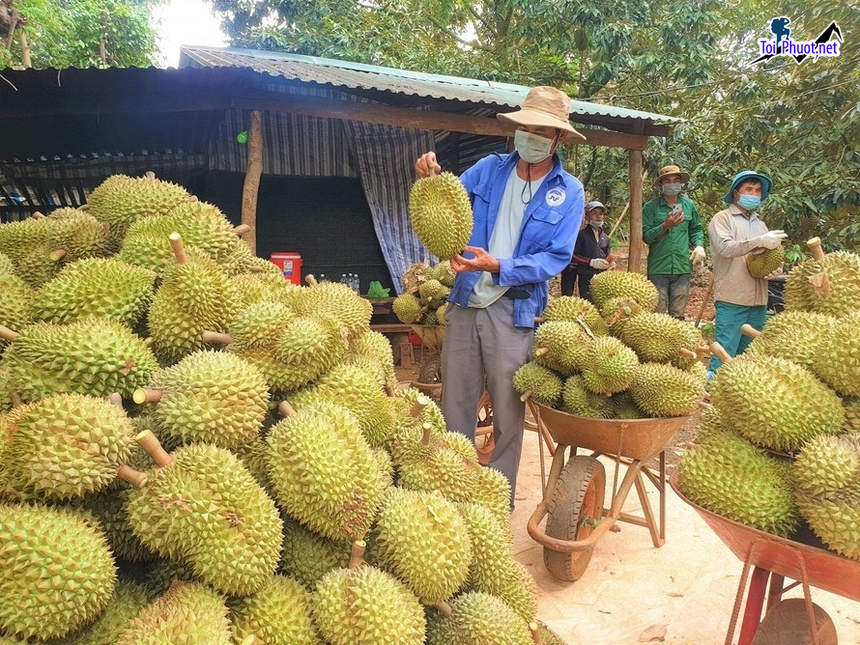 Top 5 cung cấp bán sầu riêng giá rẻ tốt chất lượng Vĩnh Long nhiều loại cực ngon (3)